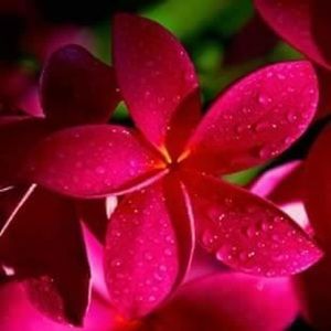 Meet your Posher, Yolanda